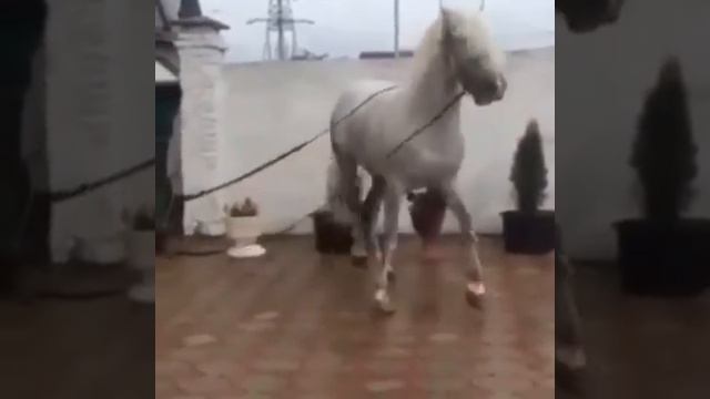 Цыганский конь танцует ?⚜️⚜️??? Лайк смотреть онлайн