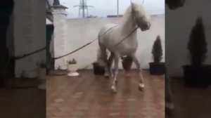 Цыганский конь танцует  ?⚜️⚜️??? Лайк