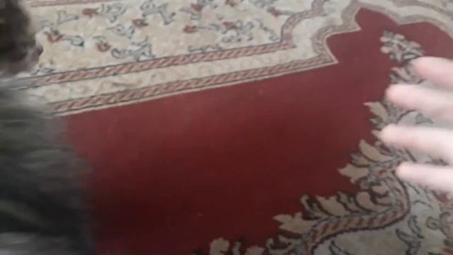 Навестили спасенного котенка. Какое имя ему дать ? смотреть онлайн