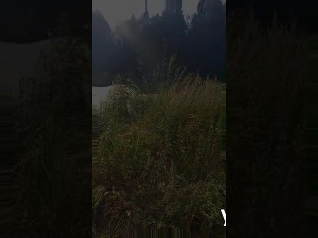 Озера Лосиноостровского заповедника#яуза #лосиныйостров#природа