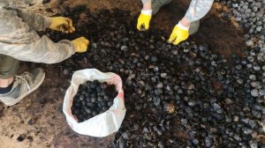 Как почистить чёрный орех быстро!