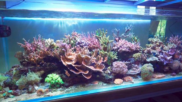 k7 pro III Светильник для морского аквариума (бюджетный) смотреть онлайн