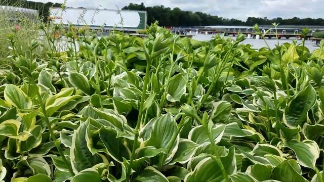 Hosta So Sweet смотреть онлайн