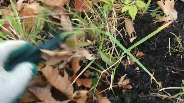 В надежде найти монету. Монетопоиск с китайским металлоискателем ТХ-850 (аналог Fisher Gold Bug) смотреть онлайн