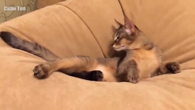 Удивительные КОШКИ-ГИБРИДЫ. Домашние кошки с дикими корнями смотреть онлайн