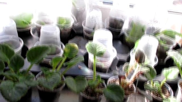 Теплички с фиалками и стрептокарпусами смотреть онлайн