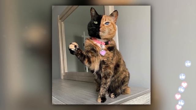 Самые Редкие Животные, Которые Рождаются Раз в Тысячу Лет смотреть онлайн