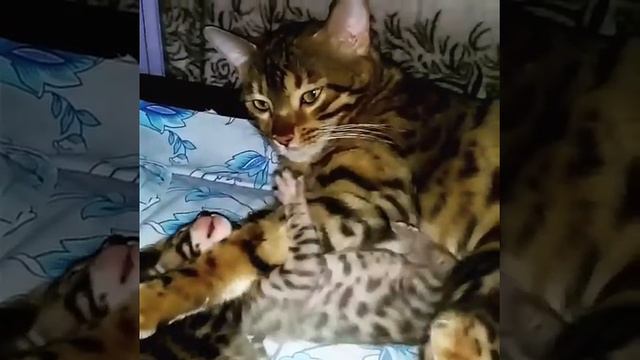 Мама бенгалка с котятами смотреть онлайн