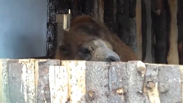 Не подходи близко плюнет!!! Верблюд жуёт жвачку Bactrian camel СМЕШНЫЕ ЖИВОТНЫЕ приколы 2015 смотреть онлайн