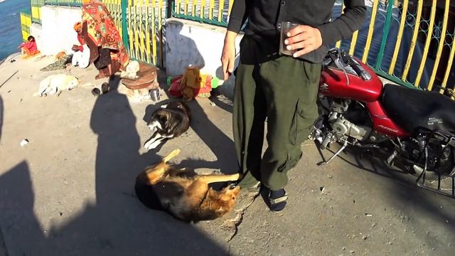 РИШИКЕШ ЧИСТОЕ ИНДИЙСКОЕ КАФЕ. ПУДИНГ С РОМОМ. СОБАКИ, ЛЮДИ И ГАНГА. INDIA 116 смотреть онлайн