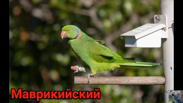 Кольчатые попугаи. смотреть онлайн