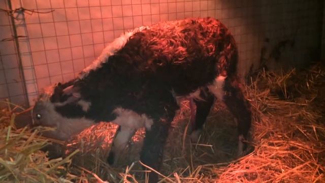 Вечерний отел и содержание теленка сразу после отела смотреть онлайн