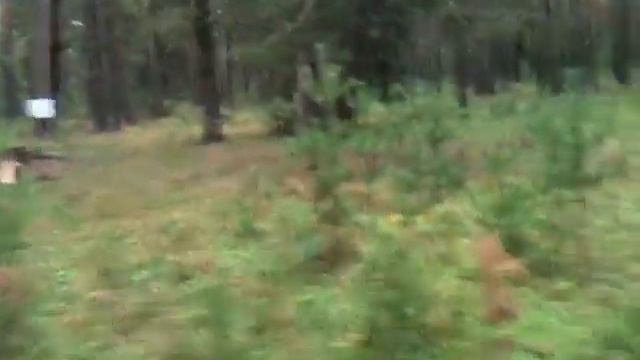 CZ Mallard 12/76 смотреть онлайн