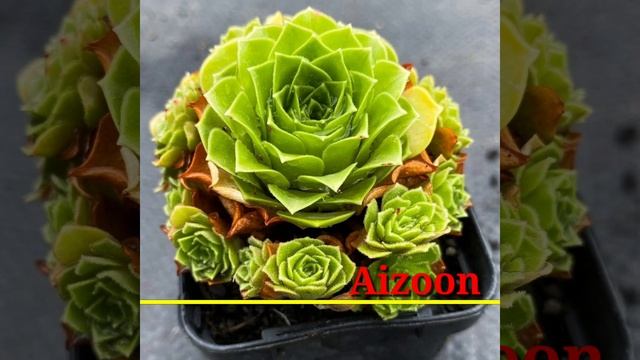 91 AEONIUM SPECIES | Aeonium Plant Varieties with Names | Plant and Planting смотреть онлайн