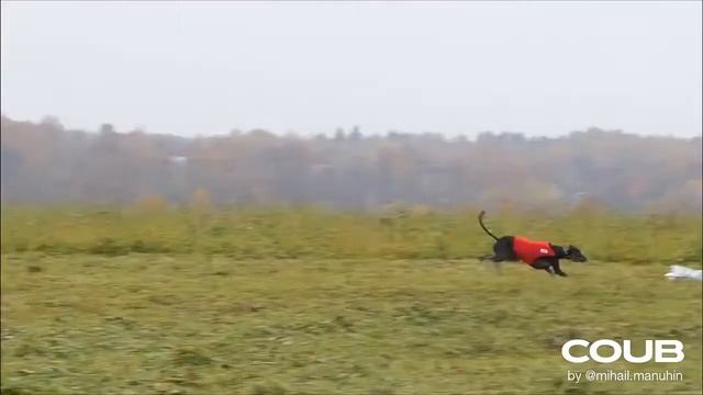 Слюги Борзомир Басель эффектно финишировал. Автор видео: М.Манухин. Кубок России по курсингу-2019 смотреть онлайн