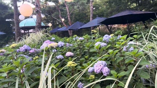 VLOG☝?// ?огляд coffee shops ?//☕️// Камбуча чи чайний гриб ?// в горах ?// @Shopotykha смотреть онлайн