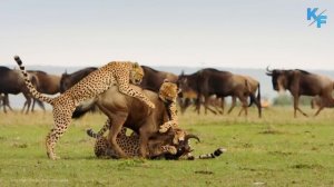 Гепард в деле. Гепард против Льва, Страуса, Гиен и стада антилоп. Самое быстрое животное на суше.