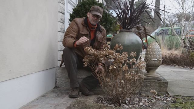 Hortensien Schneiden: Rispen Und Ballhortensien