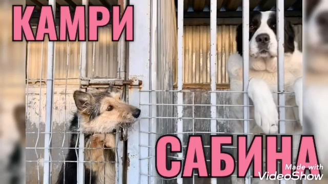 Знакомьтесь наши питомцы