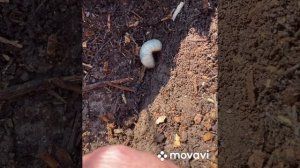 Содержание почвы в саду под слоем мульчи из древесной щепы.Хотите меньше работать в саду?