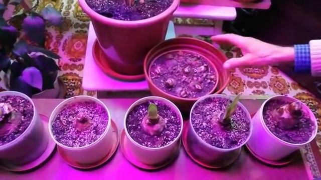 Наши секреты БЕШЕННОГО и КРАСИВОГО цветения гиппеаструма ?Гиппеаструм уход видео //1