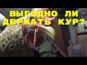 Выгодно ли держать курей несушек?