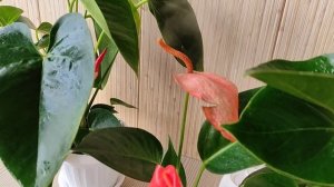 Мужское Счастье (Антуриум) Удобрения в Марте