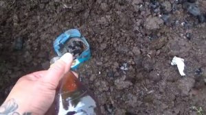 Борьба со слизнями продолжается. Пробуем ставить ловушки. Часть 1