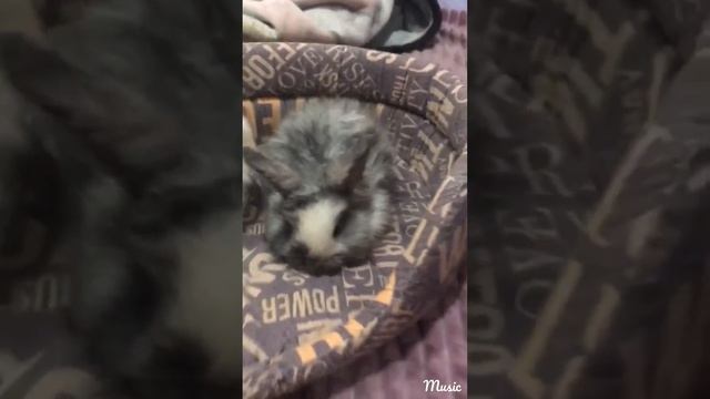 карлик цветной смотреть онлайн