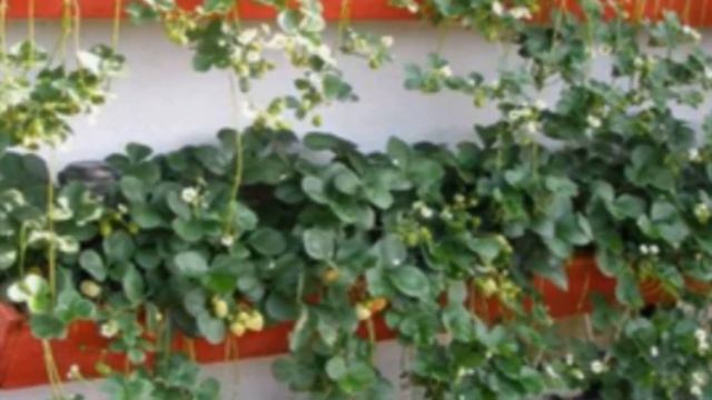 Ампельная садовая клубника смотреть онлайн