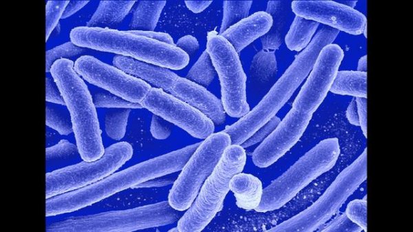 Диеты при Инсулинорезистентности разная реакция, Бактерия Akkermansia muciniphila