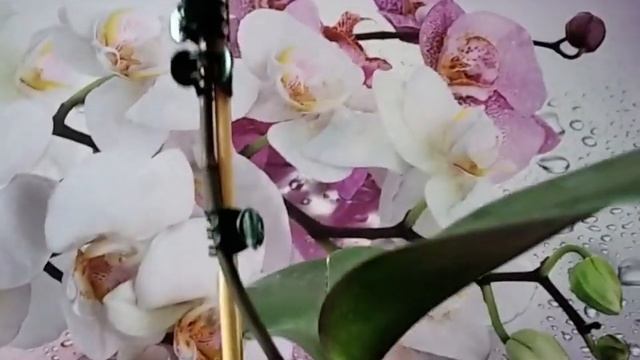 Орхидея фаленопсис OX Black Face (Черное лицо). Домашнее цветение. смотреть онлайн