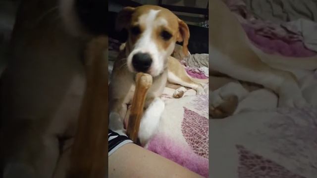 Метис лабрадор со стаффом смотреть онлайн