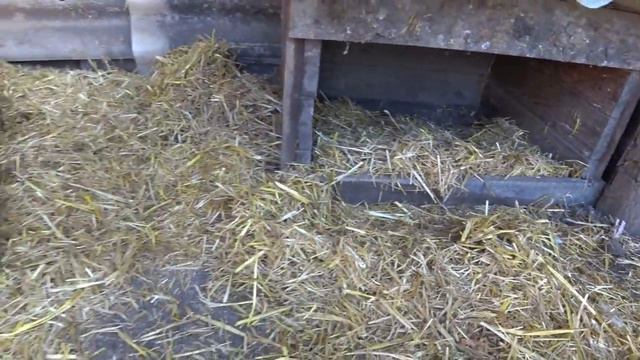 Первая прогулка малышей🐤🐥 Щелкнуть по носу- желание пропадет😻Жизнь в своем доме смотреть онлайн