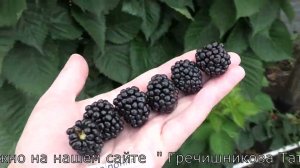 ПОНКА  и  ХОЛС БЬЮТИ сорта ежевики со сладкой ягодой