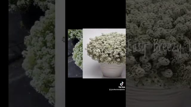 Алиссум Вегетативный Ампельный в Ассортименте. смотреть онлайн