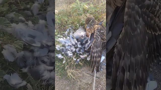 охота с ястребом тетерявятником смотреть онлайн