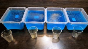 Получится ли вырастить дафнию из сушеной дафнии?