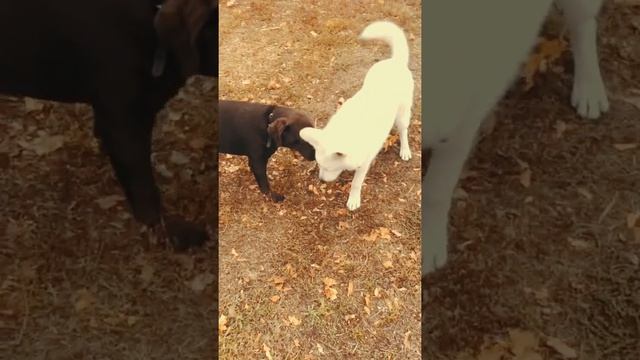 Какао с молоком на золотом. Вот оно счастье. смотреть онлайн