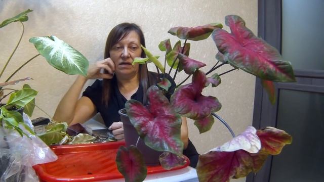 Новинки с цветочной базы. Обзор под болталку. Про каладиумы. смотреть онлайн