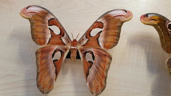 Attacus atlas - обзор бабочки