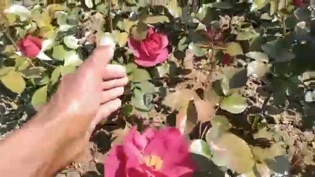 Rose plant growth ka supper tanik,sprey video, Rose plant ko growth kaise karey смотреть онлайн