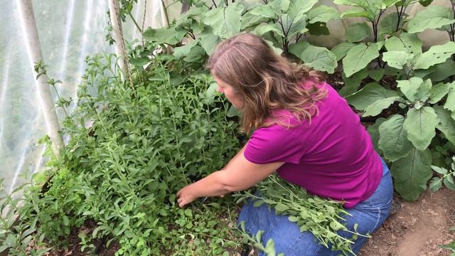 Stevia rebaudiana Blog#29 LymeCompass.net смотреть онлайн