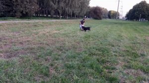 Как научить собаку ловить диск? Дог-фрисби.