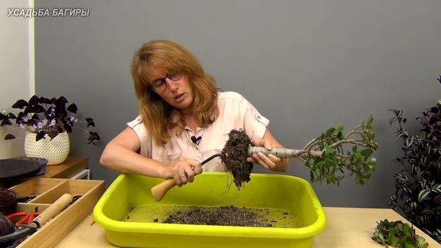 Формирование кроны крассулы (ч.5). смотреть онлайн