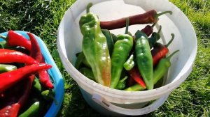 Сладкий перец Корн.