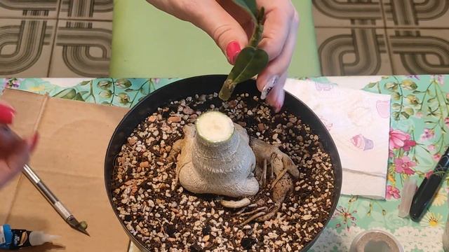 ПРИВИВКА адениума на клей и другие НОВЫЕ сорта #адениум #adenium