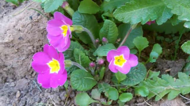 Primulas смотреть онлайн