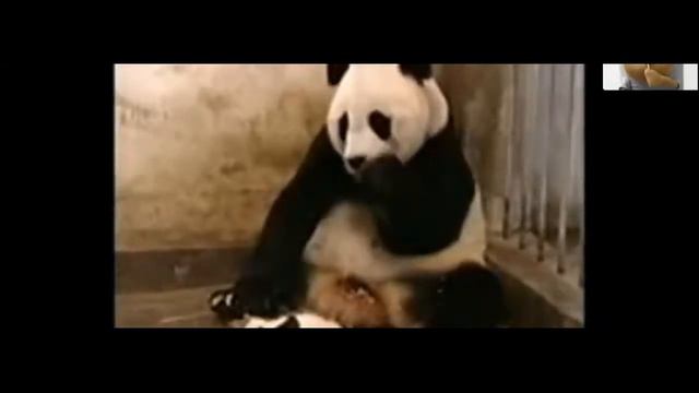 Весёлые прикольные панды // РЖАЧНЫЕ ПАНДЫ смотреть онлайн