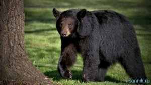 Убегать от медведя - толкование сонника